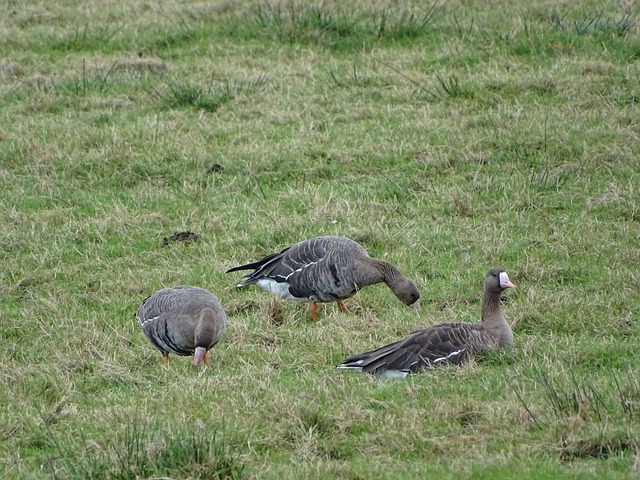 现出了无与 现出了无与